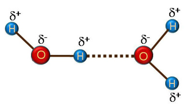 liaison hydrogène