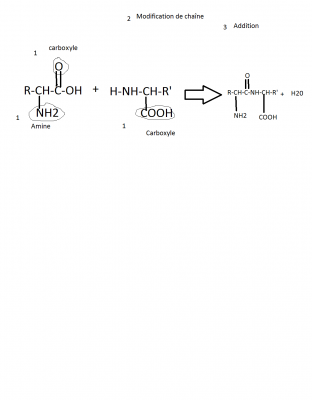 2 synthese d'un dipeptide Premiere partie questions.png