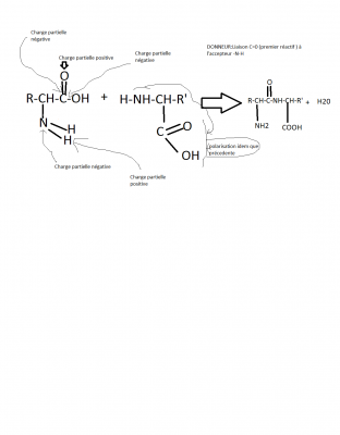 2 synthese d'un dipeptide deuxieme  partie questions.png
