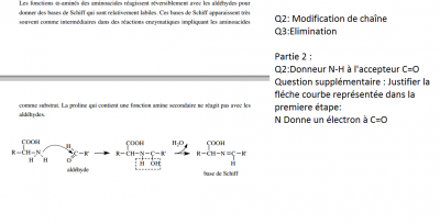 Formation d'une base de Schiff.png