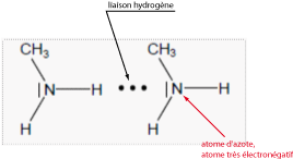 liaison hydrogène.png