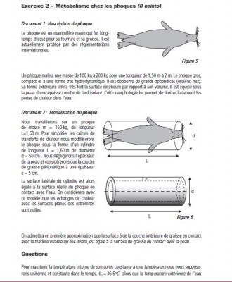 phoque 1.JPG