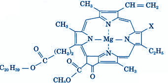 molecule-de-chlorophylle.jpg